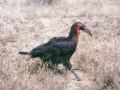 Ground hornbill - kdo zn esk nzev?